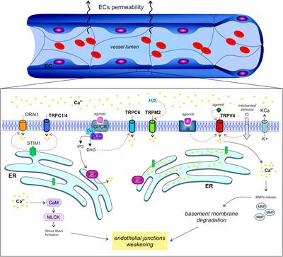 Regulation of Vessel Permeability by TRP Channels